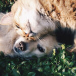 Dog & Cat Memorials