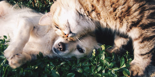 Dog & Cat Memorials